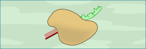 Illustration of special cellular structures called ribosomes (shown in tan below) help convert this messenger RNA into a protein (shown in green), in a process known as translation.