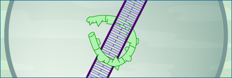 Illustration showing the Pax6 protein binding to the DNA inside the nucleus.