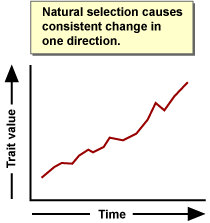 Graph showing trait value over time and that natural selection causes consistent change in one direction.