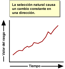 Graph showing trait value over time and that natural selection causes consistent change in one direction.
