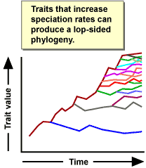 Graph showing trait value over time, traits that increase speciation rates can produce a lop-sided phylogeny.
