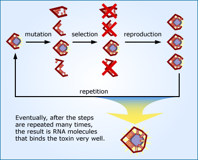 Illustration showing the steps of mutation, selection, and reproduction and then repetition. The end result being that with each repetition, the pool of RNAs evolves and binds the toxin a little better.