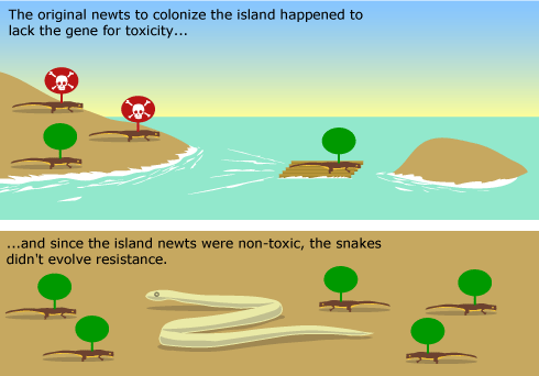 Illustration showing only non-toxic newts colonizing the island and therefore the snake on the island did not evolve resistance.