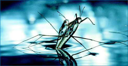 Photo of water striders.