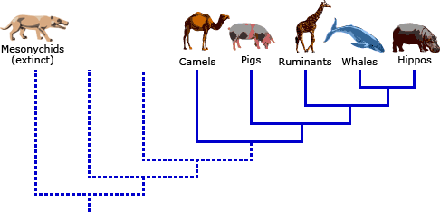 Phylogenetic tree of whales