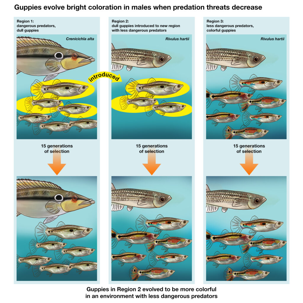 Understanding the Omnivorous Nature of Guppies