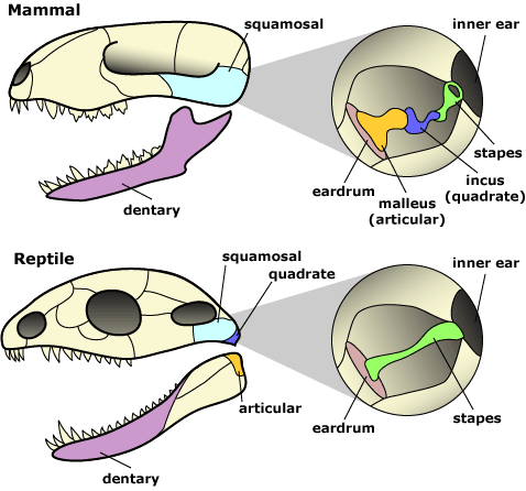 lizard and mammal skulls, with ear bones