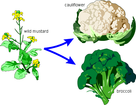 Cauliflower and broccoli are actually derived from the wild mustard plant