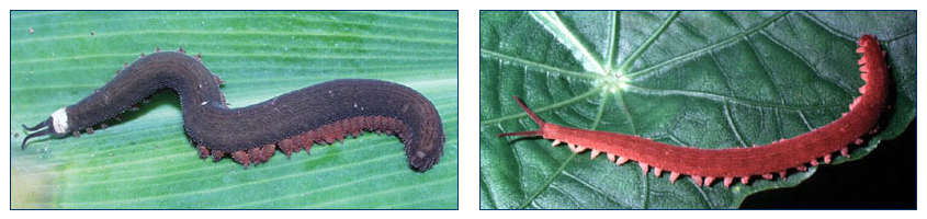 Photos of two modern onychophorans, one black (left), one red (right).