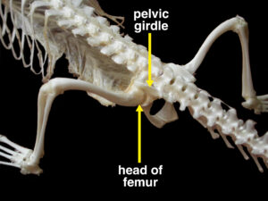 The joint between the femur and the pelvis has a ball-and-socket structure, as shown in this crocodile.