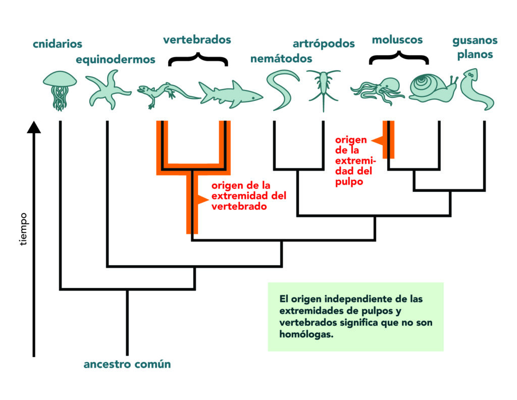 Independent evolution of tetrapod and octopus limbs means that they are not homologous