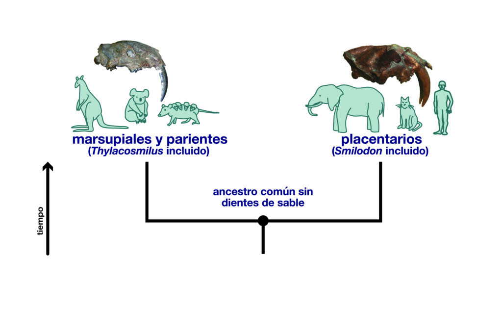 The common ancestor of marsupials and placentals did not have saber teeth.