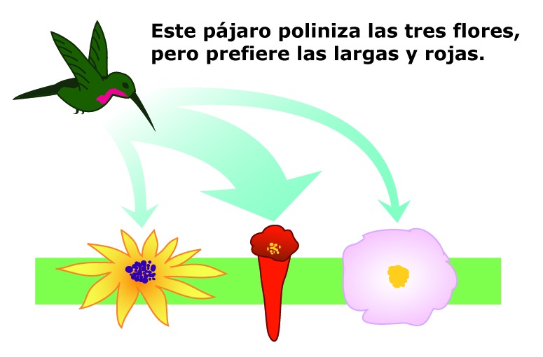 This bird pollinates all three flowers, but prefers the long red ones.