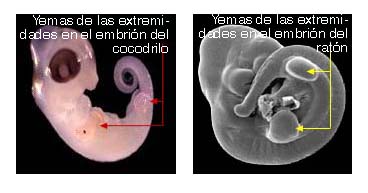 Left, alligator embryo limb buds; Right, mouse embryo limb buds.