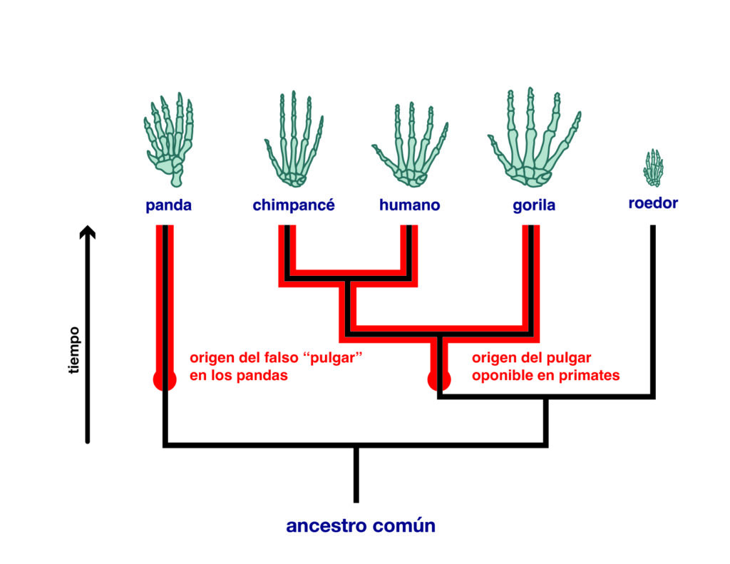 The separate origins of thumb-like structures