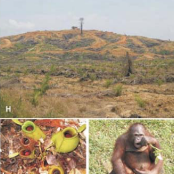 human-impacted landscape, orangutan, and plants