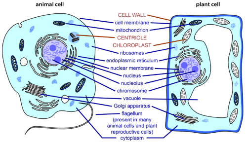 Animal and plant cell comparison.