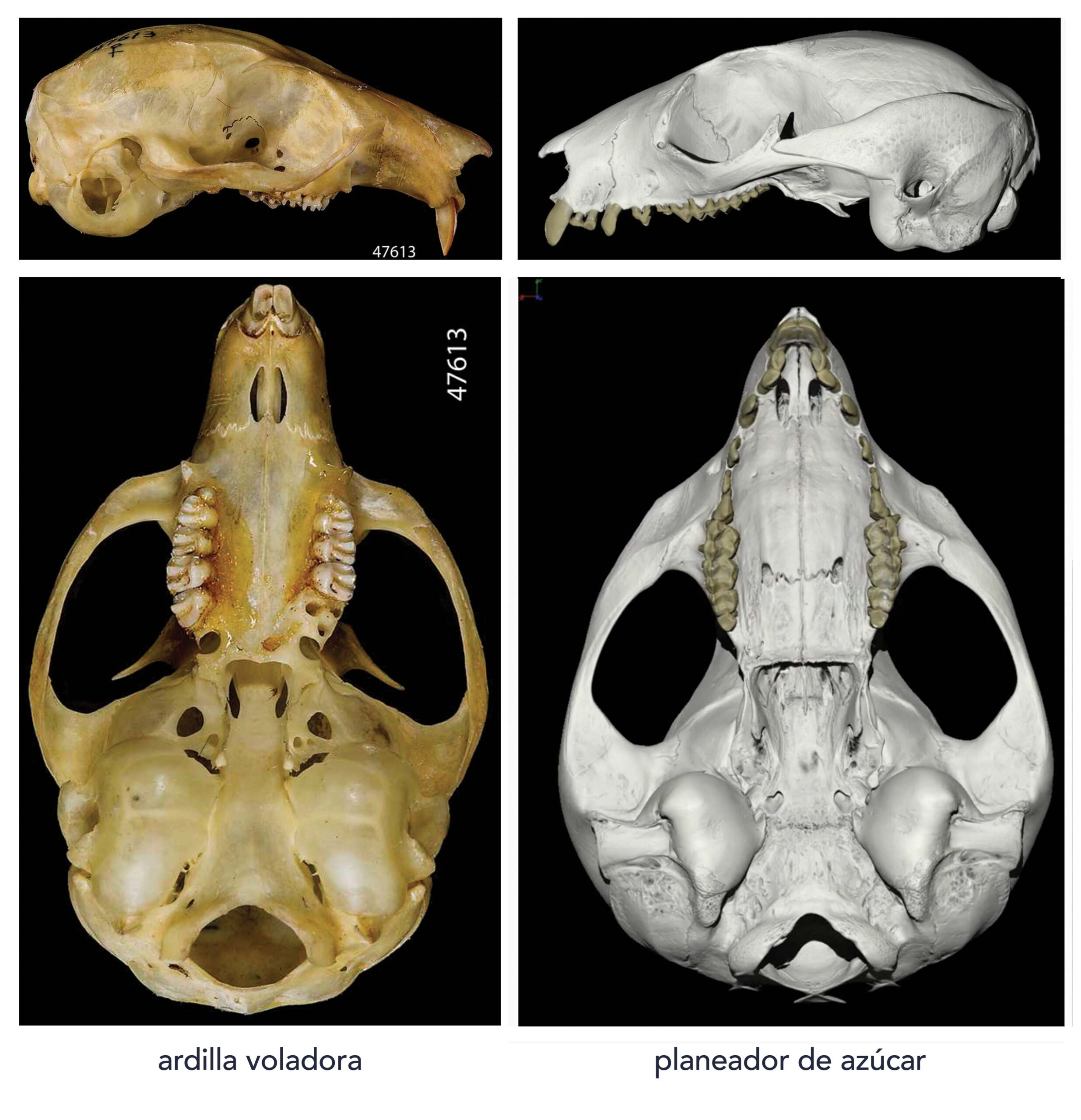 Comparison of sugar glider and squirrel skull demonstrating differences in tooth number and holes in palates.