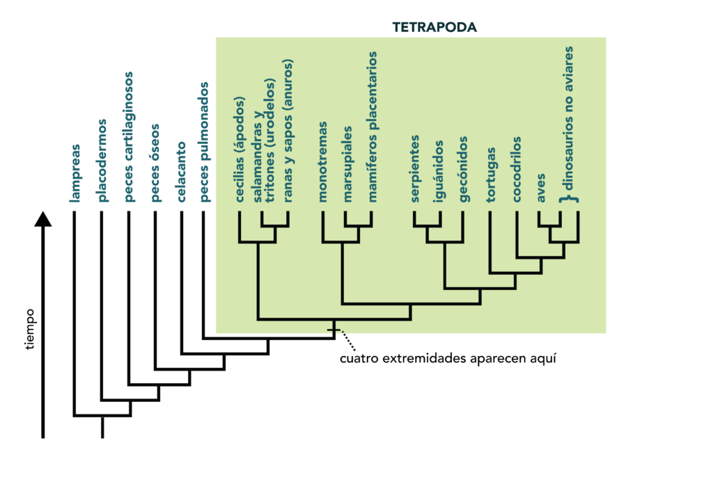 Four limbs is a shared derived trait of the clade Tetrapoda.