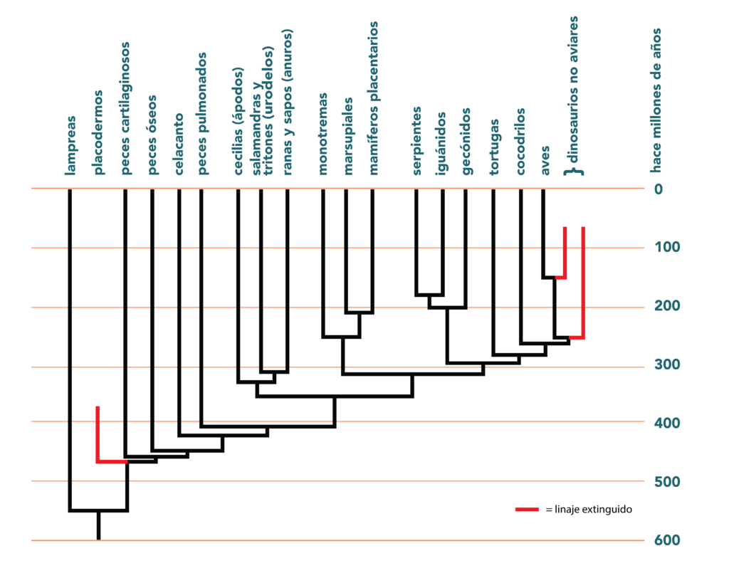 Tree showing when different vertebrate clades evolved and went extinct.