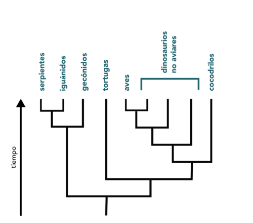 Phylogeny showing relationships among birds, non-avian dinosaurs, and reptiles.