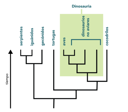 The clade Dinosauria includes birds.