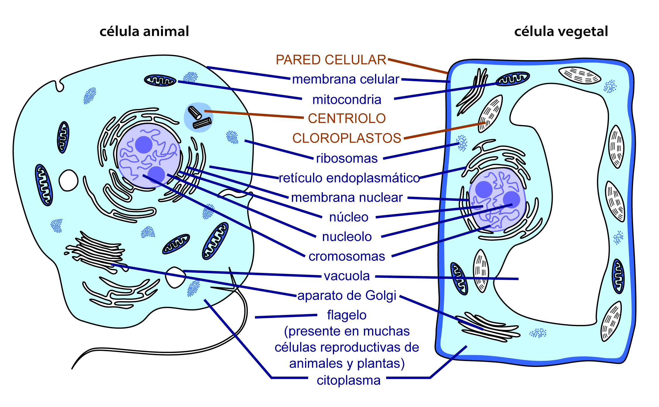 органоиды раст и животной клетки фото 109