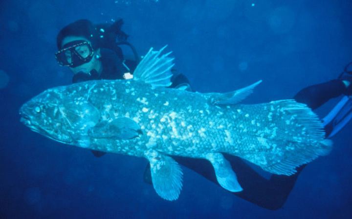 A coelacanth with a diver behind it.