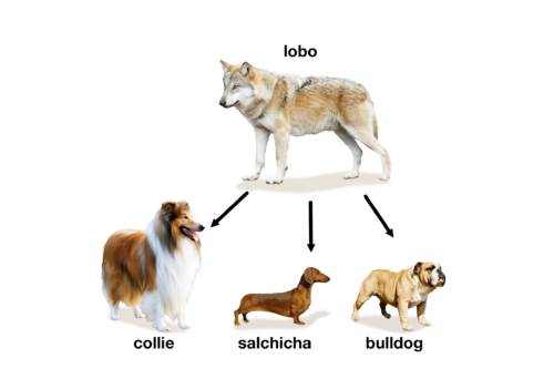 Wolf & dog phylogeny