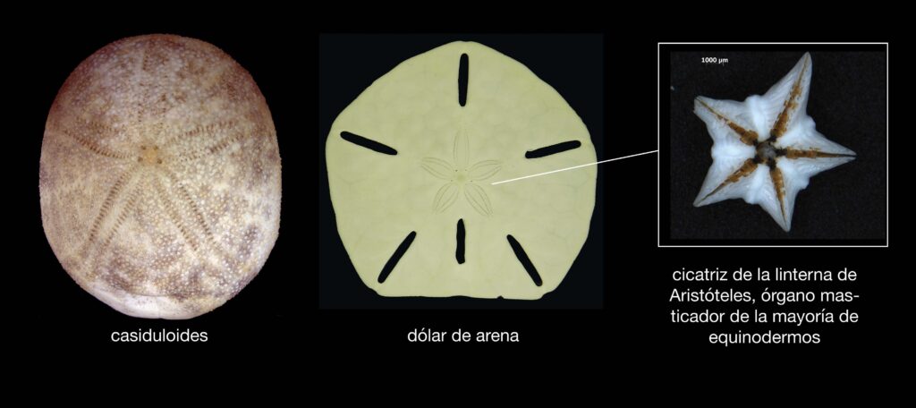A cassiduloid (left), a sand dollar (middle) and a close-up of the Aristotle's lantern on the sand dollar (right). Text underneath the photo of the aristotle's lantern states it is "an internal feeding structure in most echinooderms."