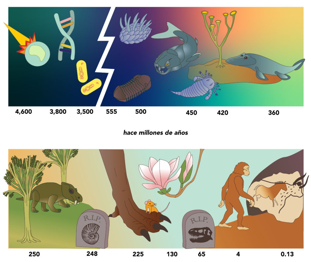 History of life illustration in millions of years.