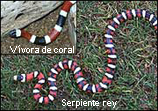 Image of a king snake compared to a coral snake (upper left). The coral snake has thicker black bands compared to the king snake.