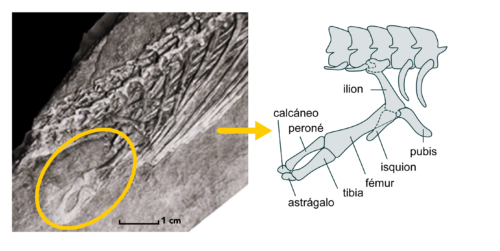 Left, fossil of cretaceous snake Pachyrhachis problematicus. Right, drawing of a reconstruction of the pelvis and hindlimb of Pachyrhachis.