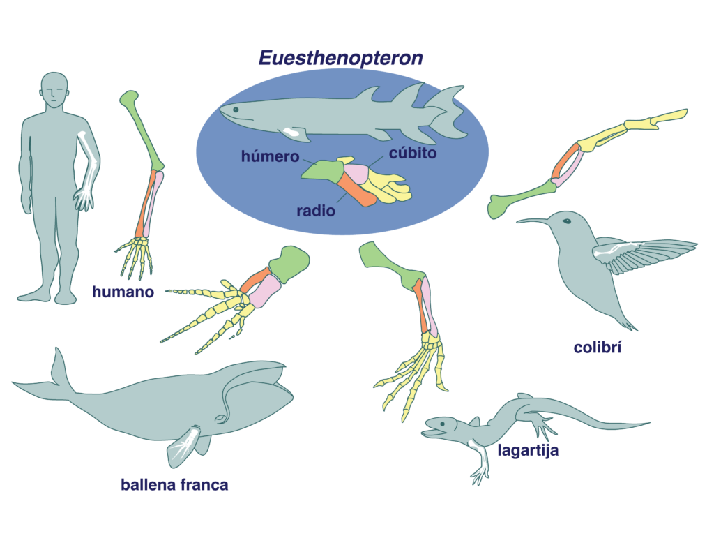 homology of tetrapod limbs