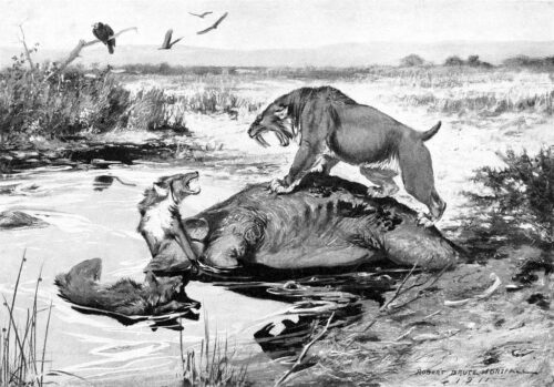 An illustration of the saber toothed smilodon on top of a Mammuthus columbi carcass with the Canis dirus lunging towards smilodon in the La Brea Tar Pits.