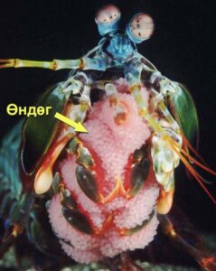 A stomatopod (or mantis shrimp) with thousands of small, light pink eggs.
