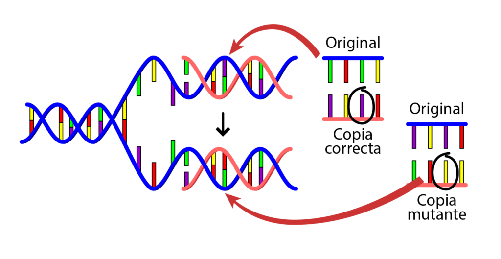 Diagram illustrating DNA replication. Shows original DNA, a correct copy, and a mutant copy with a red arrow highlighting a mutation. Labels in Spanish: Original, Copia correcta, and Copia mutante.