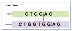 Diagram showing genetic insertion mutation. The original sequence CTGAG is altered to CTGTGAG by inserting TG. An arrow indicates the insertion point.