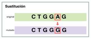 Diagram showing a DNA sequence substitution mutation. The original sequence CTGGAG changes to CTGGGG in the mutated sequence, with A replaced by G, highlighted in red boxes and indicated by a red arrow.