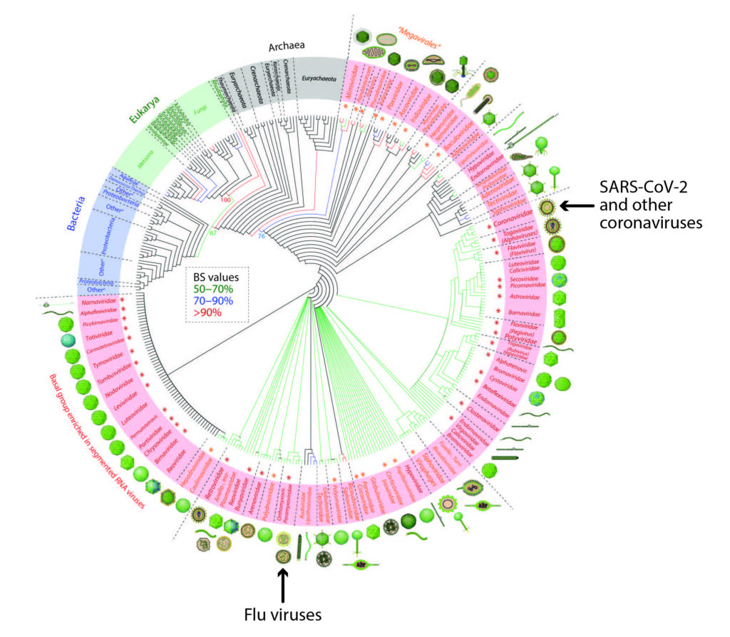 Circular phylogenetic tree illustrating evolutionary relationships among various organisms, highlighting sections for coronaviruses including SARS-CoV-2 and flu viruses. Sections are color-coded with bootstrap values indicating evolutionary support.