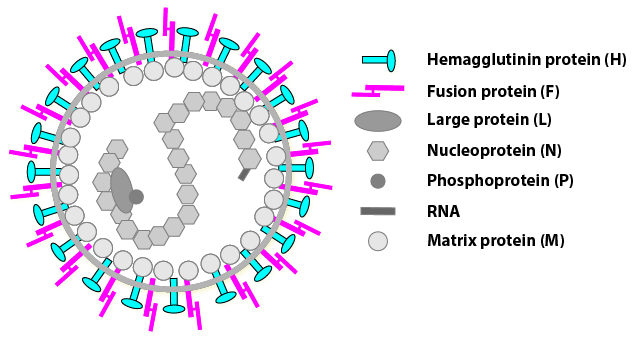Diagram of a virus with labeled components. Outer purple spikes are hemagglutinin proteins, cyan bars are fusion proteins. Inside are large, nucleoprotein, phosphoprotein, and matrix protein structures surrounding RNA strands.