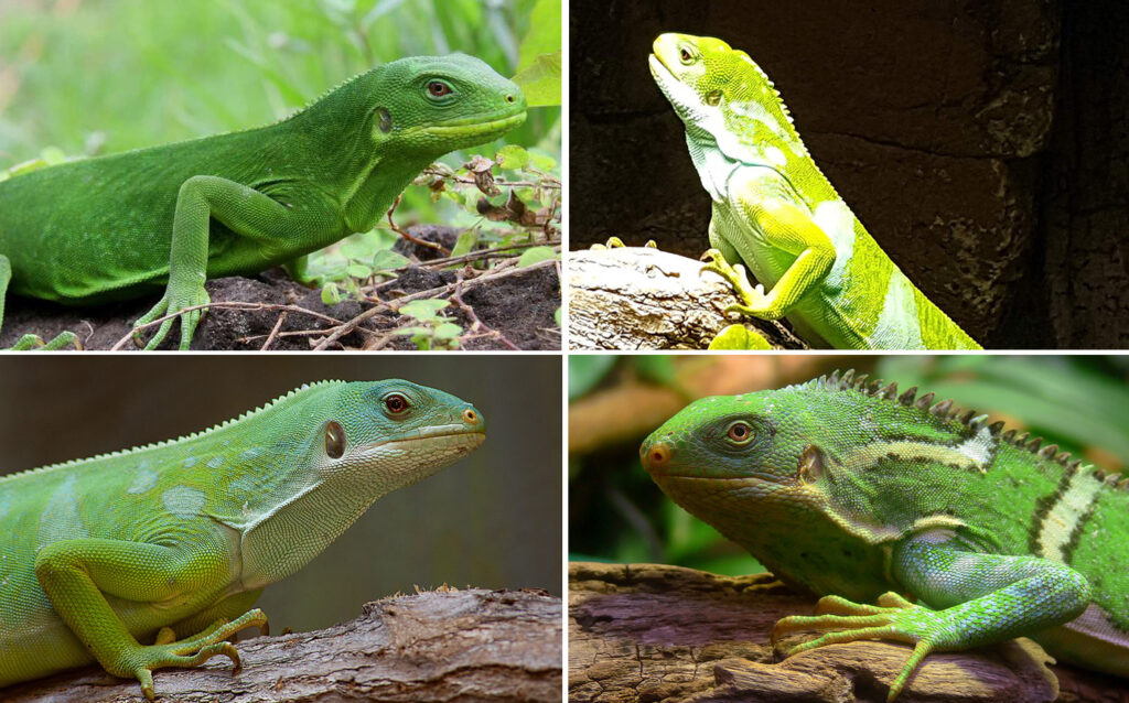 Four different green iguanas are shown in a grid. Each iguana is on a branch with varying lighting. The top left and bottom right images show iguanas in darker settings, while the other two are brighter. The iguanas display various shades and patterns of green.
