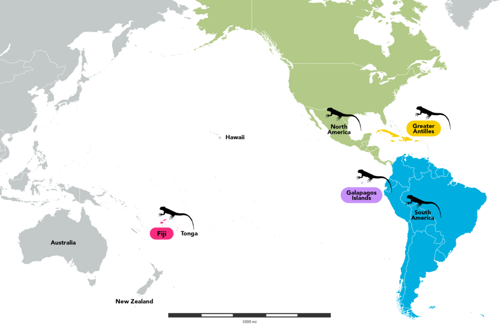 A phylogenetic tree of iguana species on the left showing evolutionary relationships, with species names like Dipsosaurus dorsalis and Iguana iguana. The timeline at the bottom indicates millions of years ago (35-0). On the right is a world map highlighting iguana distribution regions with color-coded areas including North America (light green), Greater Antilles (yellow), South America (blue), Galapagos Islands (purple), and Fiji (pink), with silhouettes of lizards marking each region.